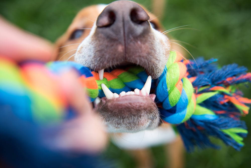 close up of dogs mouth holding onto multicolored chew toy