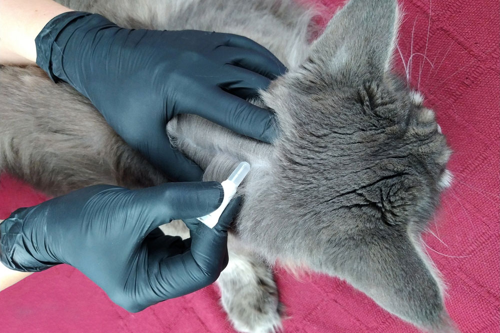 Gloved hands parting the fur on a cat’s neck to apply a topical flea treatment.