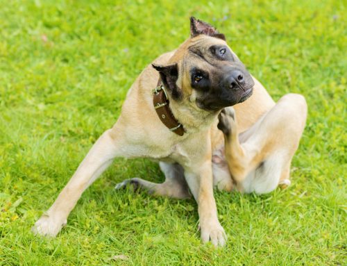 Do Fleas & Ticks Die in Winter? The Truth About Year-Round Protection for Dogs & Cats