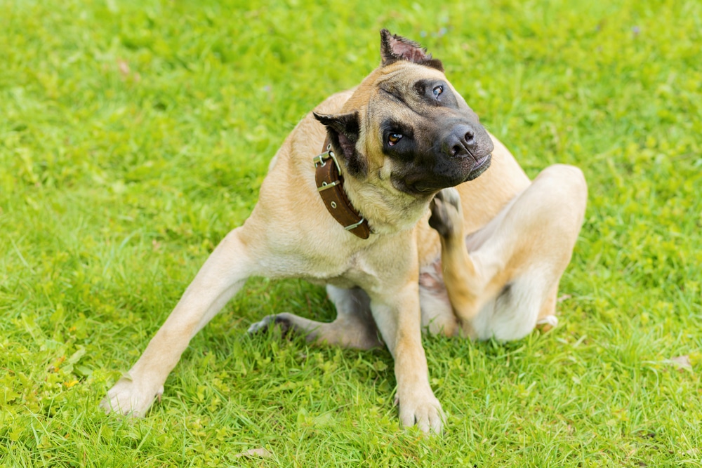 Medium-sized dog sitting on grass and scratching its neck, illustrating the need for pest and parasite prevention for pets.