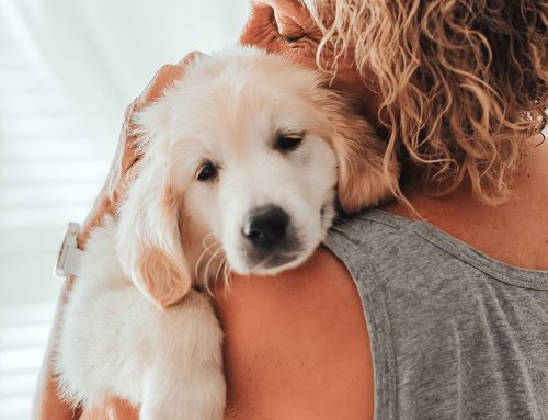 Why Is My Dog Throwing Up? Common Causes, Home Care & When to See a Vet