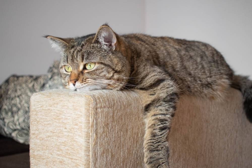 Senior cat resting its belly against the arm of a couch with a sad expression, demonstrating a possible sign of illness or pain.