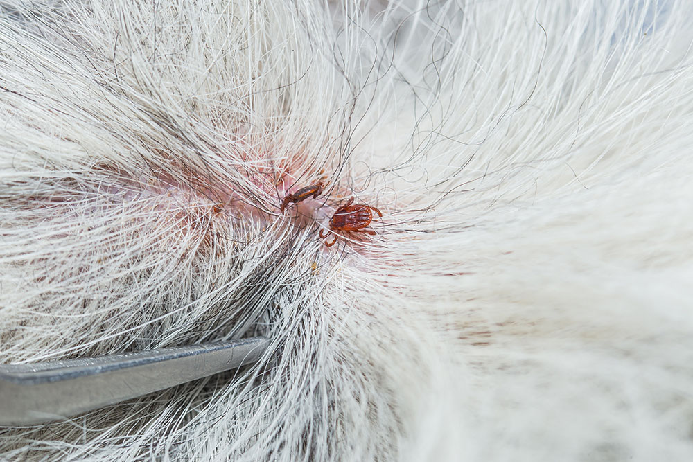 Close up of two ticks attached to a dog's skin with white fur pulled back.