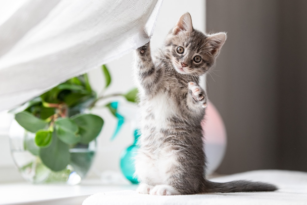 grey and white kitten sitting on hind legs and playing with curtain while looking at the camera