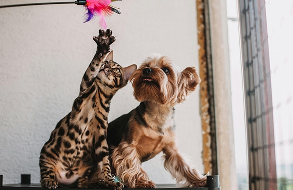 Small dog and cat sitting next to a window playing with a cat toy.