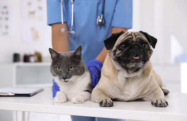 light brown and black pug & grey and white cat on vet table with vet tech standing behind them with gloved hands on cat