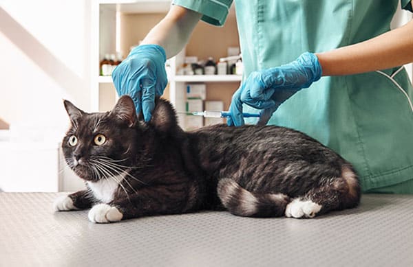 black and white cat getting a shot at the vet