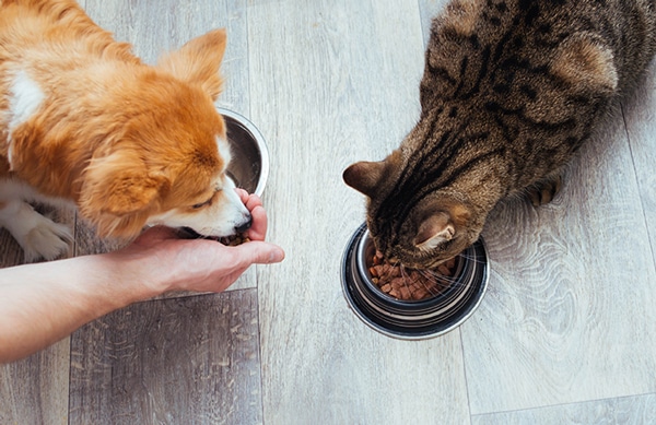 adult cat eating food out of a bowl and dog eating out of a man's hand