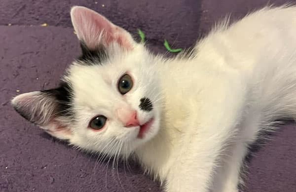 white and black kitten looking at the camera against purple black ground