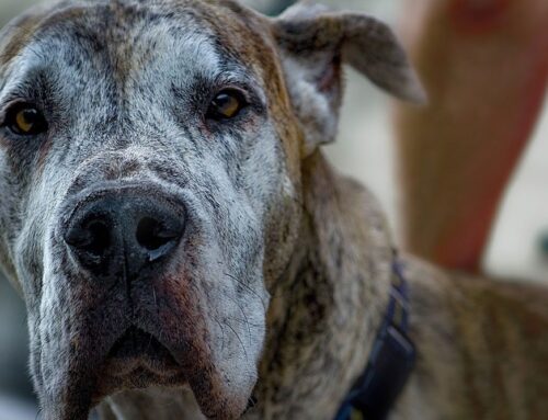 Signs of Arthritis in Dogs: How to Help Your Senior Dog Stay Active and Pain Free